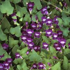 052 Asarina Scandens violet 50 zaden Asarina Scandens violet