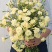 Dianthus Chabaud Marie Yellow