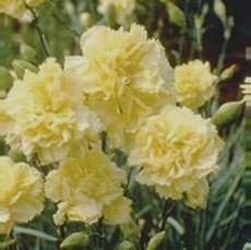 Dianthus Chabaud Marie Yellow
