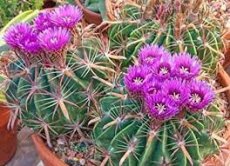 138 Ferocactus (latispinus) ca 100 zaden Duivelstong cactus ca 100 zaden