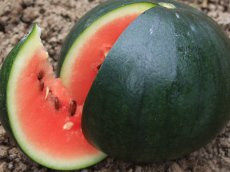 Meloen sugar baby   25 zaden watermeloen