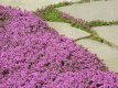 Thymus serpyllum purple 1700 zaden 0,33 gr Wilde Tijm