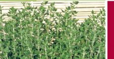 Thymus vulgaris 0,5 gr wintertijm