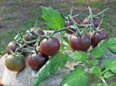 Tomaat Cherry 50 zaden Black Beauty kers tomaat