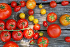 tomaten mix 10 zaden
