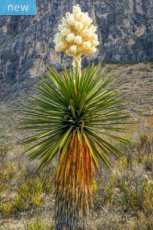 Yucca carnerosana 10 zaden
