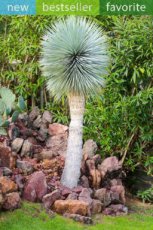 Yucca rostrata 10 zaden